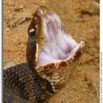 Cottonmouth-ready to strike!