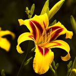 SnapDragon