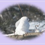 Sno-Bird