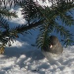 Sno-bird