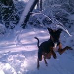 Snow Dog GO!