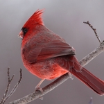 Snow Glow Cardinal