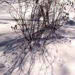 snow shadows