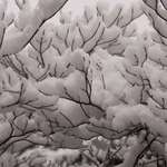 Snowy Branches