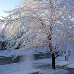 Snow Covered Tree