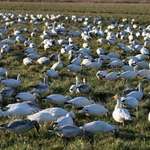 Snow Geese Flock