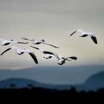 Snow Geese Twilight Flight