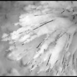 SnowCovered Pine Needles