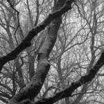 snowy branch