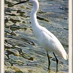 Snowy Egret