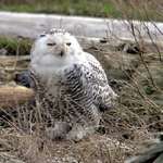 Snowy Owl, in the wild, - March 07