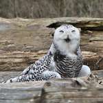Snowy Owl Laughing at Photographers