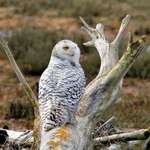 Snowy Owl on Weathered Log near Beach