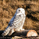 Snowy Owl - natural habitat