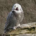 Snowy Owl Performing, (see my feathered feet?)