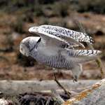 Snowy Owl, wild, wings raised 07