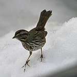 Song Sparrow & Ice Crystals 2006