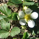 Wild strawberry blossom
