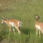 summer vacation in south dakota 2