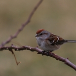 American Tree Sparrow