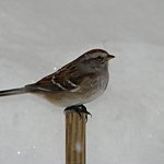 Sparrow