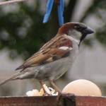 Sparrow!
