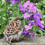 Sparrow & Flowers (Aubretia)