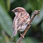 Just a Sparrow