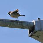 Sparrow Dancin' Daddy, beside its nest