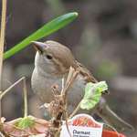 Lady Sparrow - Another cute pose