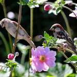 Bird Pair among the Windflowers