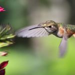 Speed of a Hummingbird