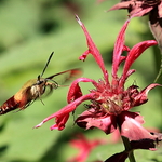 Sphinx (Humming Bird Moth)
