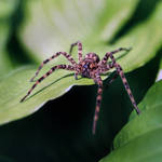 Spider 4