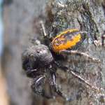 Phidippus borealis