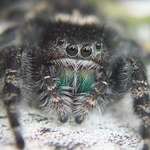 Phidippus borealis