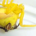 Crab Spiders