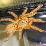 Usambara Orange Tarantula