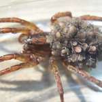 Wolf Spider with Young