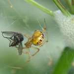 Spider Catching Fly