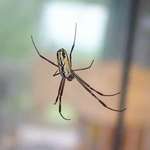 Baby Silk Spider