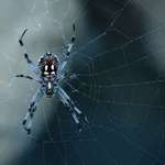 Spider Markings