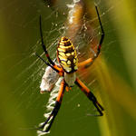 Garden Spider