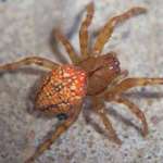 Colorful Spider