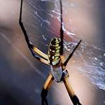 Orb Web Spider 2