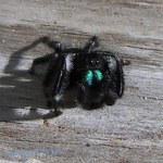 Spiderm