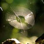 Star Web