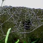 Spider web