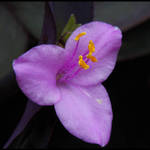 Spiderwort