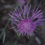 splash of pink